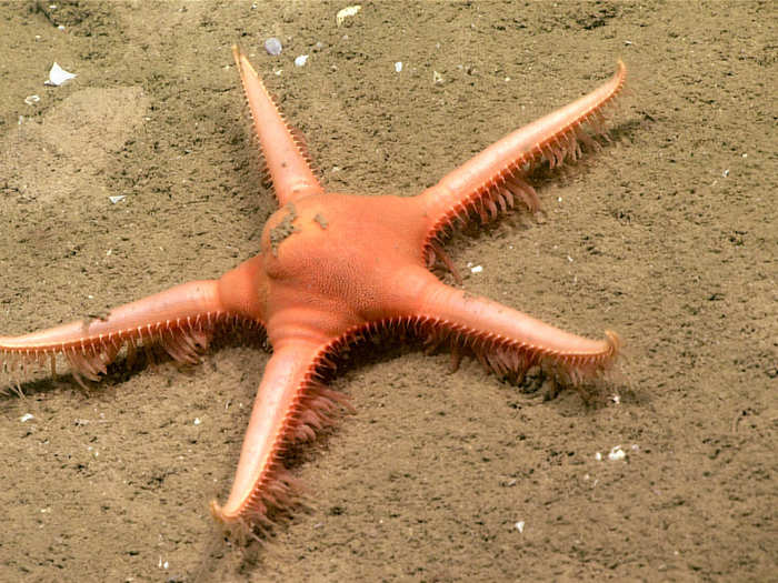 The sea stars have pointed tube feet to help them scuttle quickly across the sediment, and they tend to congregate near seamounts.