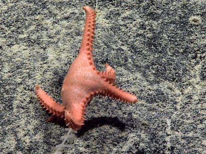 The researchers also came across strange sea stars on their dives, some of which had never been recorded in the Atlantic ocean before.