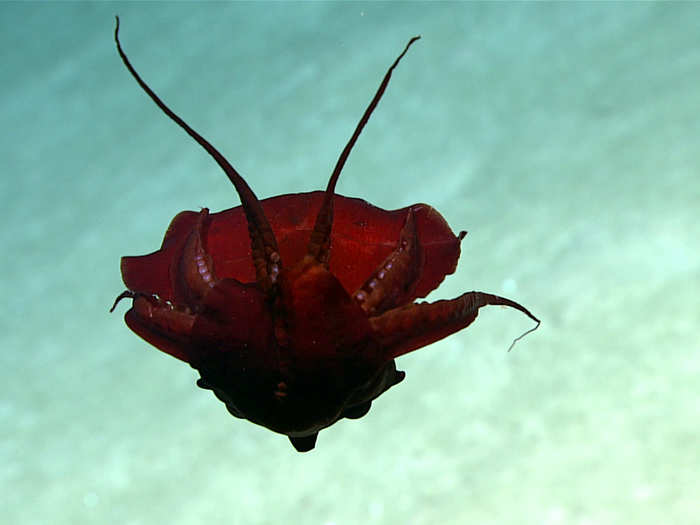 This unidentified squid stumped the researchers. A cephalopod expert aboard the ship described it as "probably the most bizarre squid I’ve ever seen."