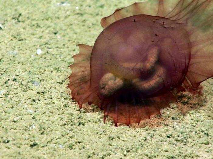 Scientists also witnessed this balloon-like sea cucumber swimming around. You can see organs through its translucent tissue.