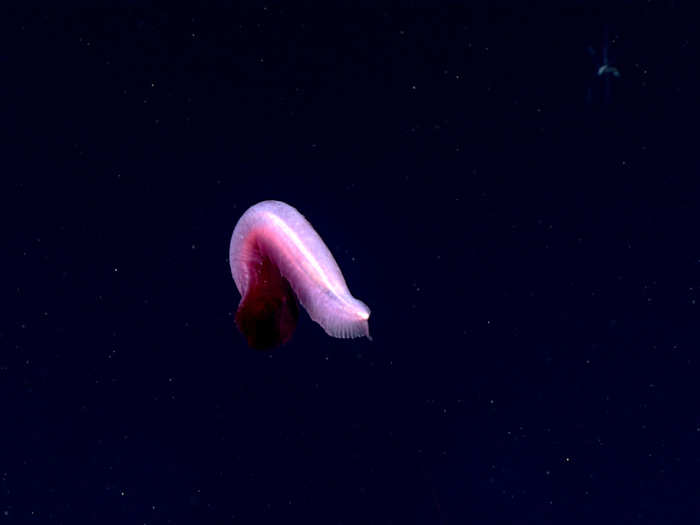 The scientists were astounded by the behavior of some the creatures they witnessed. Here, a sea cucumber swims thousands of feet below the surface.