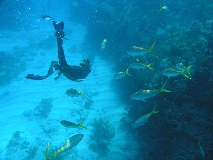 While scientists sought out the pitch-black depths, they also surveyed shallower waters, like this coral reef 20 feet below the Florida Keys.