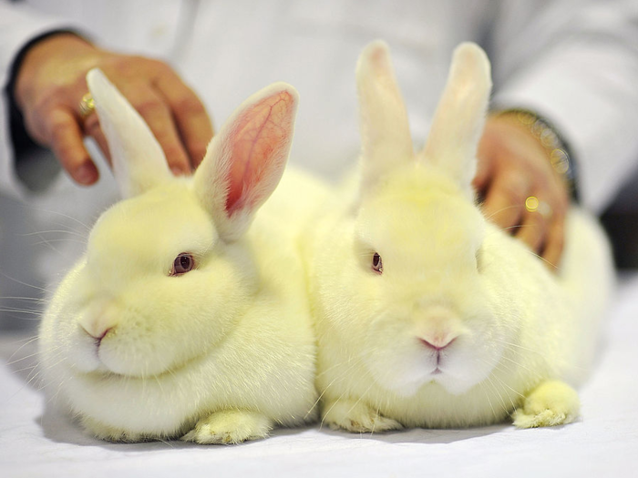 Rabbits: $65 per month