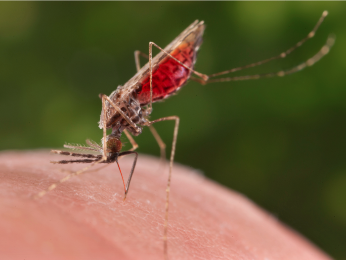 Malaria