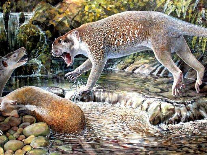 This reconstruction of <em>Wakaleo schouteni</em> shows a marsupial lion that weighed about 50 pounds and stalked the forests of northwestern Queensland 23 million years ago.