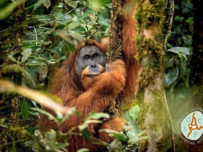 The <em>Pongo tapanuliensis</em> orangutan was recently discovered to be a distinct species of great ape.