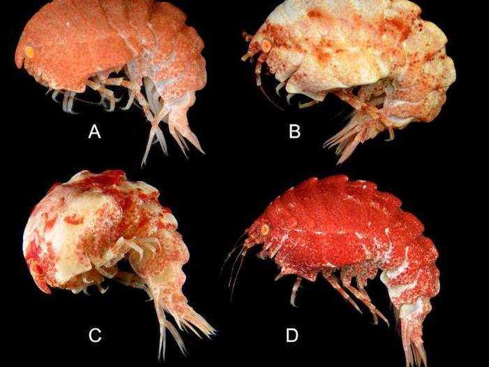 The <em>Epimeria quasimodo</em> amphipod is about two inches long and comes from a genus that