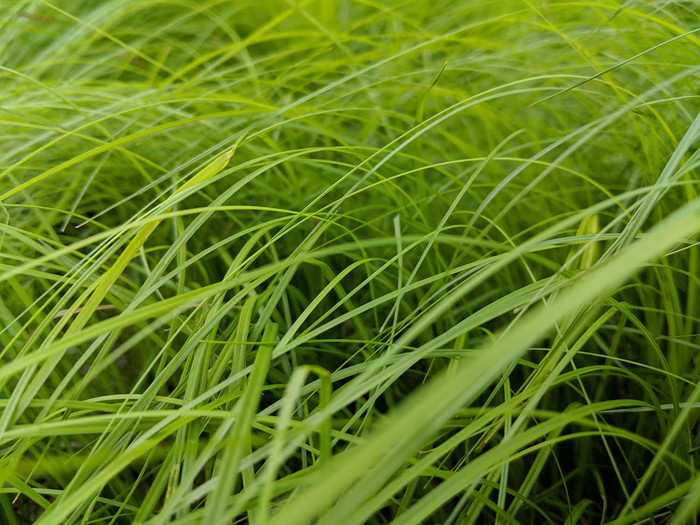 Even with wind pushing around the blades, constantly causing noise in front of the lens, this grass looks stellar: