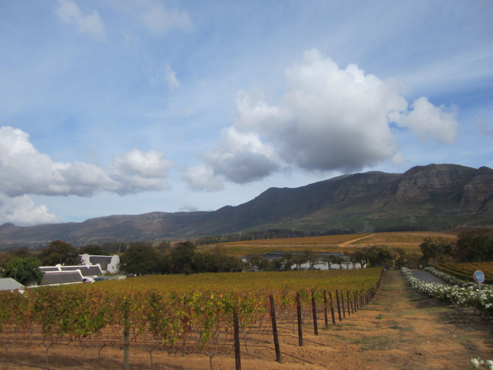 Cape Town is also home to numerous vineyards and wineries, such as Constantia in the Stellenbosch region, seen below. South Africa is the eighth largest wine producing country, but the drought has caused a drop in production of 20%.