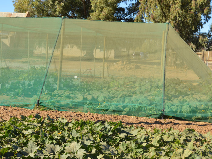 This garden was on the campus of a rural school that produces its own vegetables to save on food costs. South Africa is self-sufficient in terms of crops and is a net food exporter. Yet rural farmers have had their water supply from the city