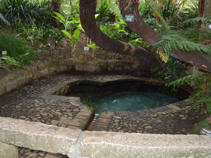 This mini-reservoir beneath a tree in Kirstenbosch is one of the many reminders of water