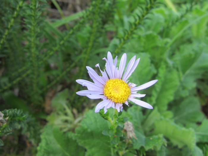 This flower is from Kirstenbosch Botanical Gardens in Cape Town, where water is not provided by the city and they use water for irrigation from a 110 megaliter dam. The botanical gardens has policies in place to limit water usage, but many of the rare plants there are at risk.