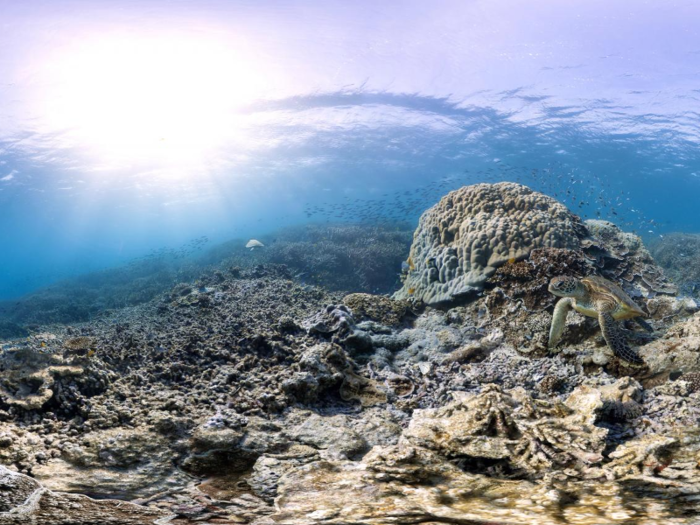 That would leave the most vibrant —and in many ways, most important —parts of the ocean lifeless, which would have devastating effects on marine life and all the people who depend on it.