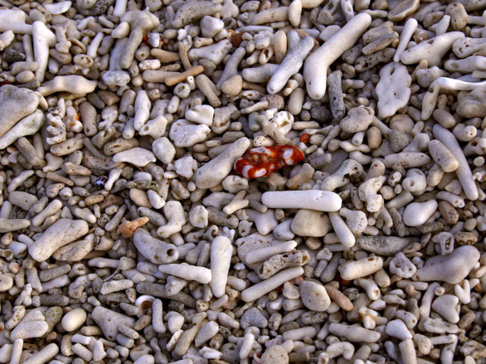 By 2030, 60% of all coral reefs are expected to be highly or critically threatened, and 98% of reefs will be exposed to potentially fatal conditions every year.