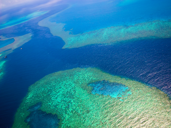 One-third of the Great Barrier Reef died off after an extreme bleaching event caused by a catastrophic heat wave in 2016.