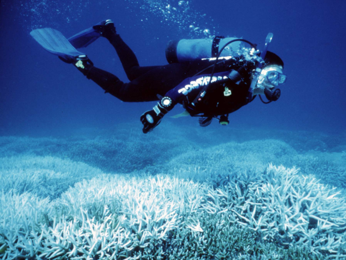 As climate change causes water temperature to rise and seas become more acidic as they absorb carbon dioxide, the coral lose algae in a process called bleaching.