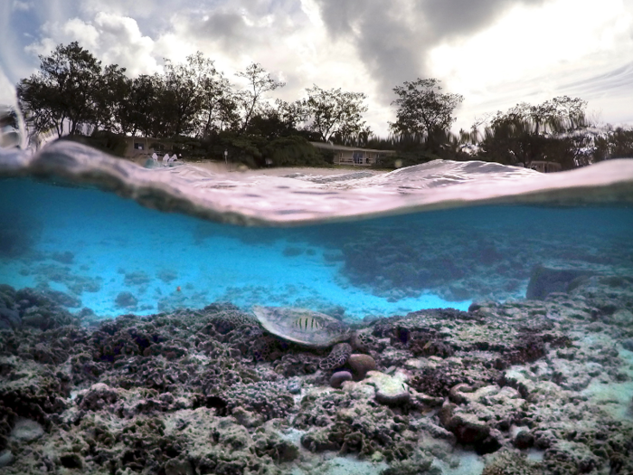 But coral reefs are suffering even more from climate change.