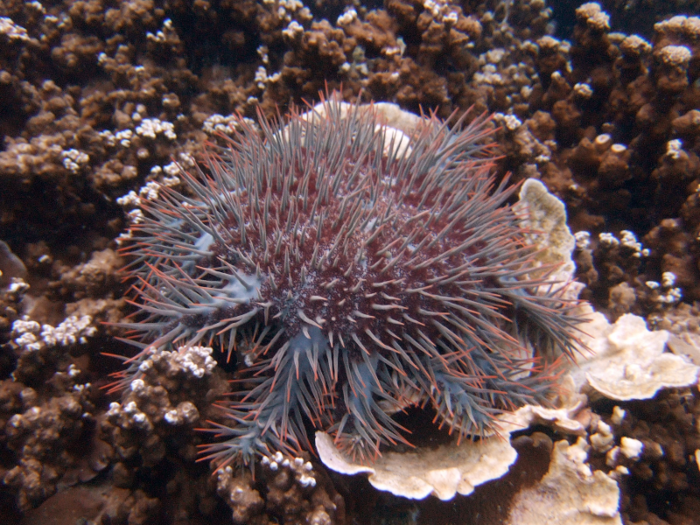 Local activity has contributed to damage of the Great Barrier Reef and other reefs.