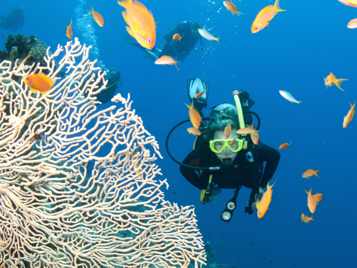 The Great Barrier Reef supports at least 1,500 fish species, 4,000 species of mollusk, 240 bird species, and thousands of other marine creatures.