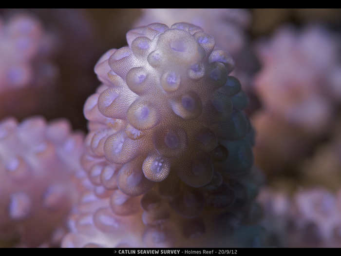 Corals are animals — translucent creatures that form huge colonies and create a variety of structures.