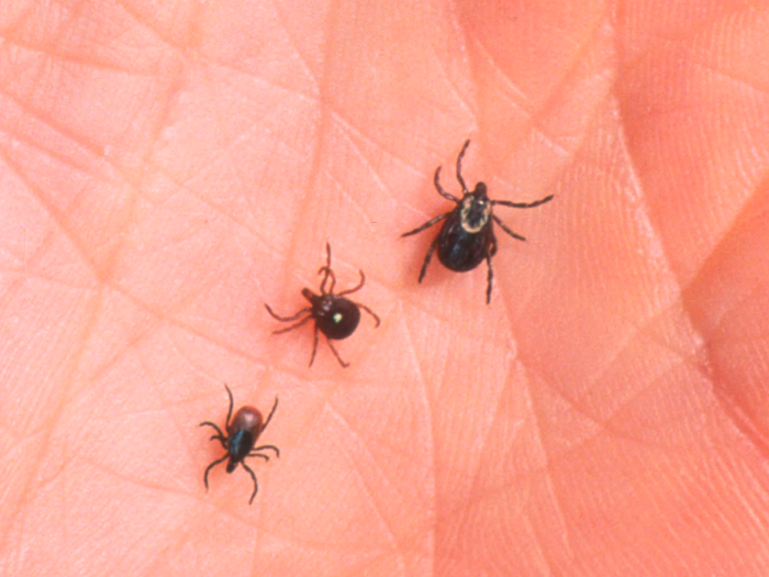 Learn how to take a tick off the right way.