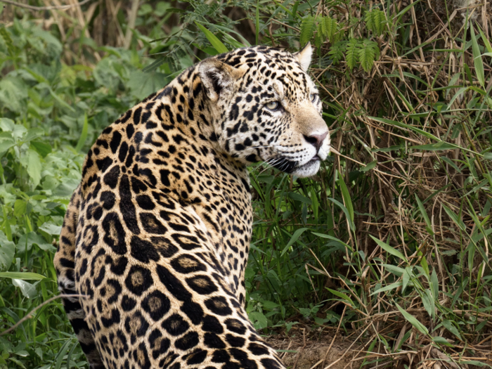 Pantanal Conservation Area, Brazil