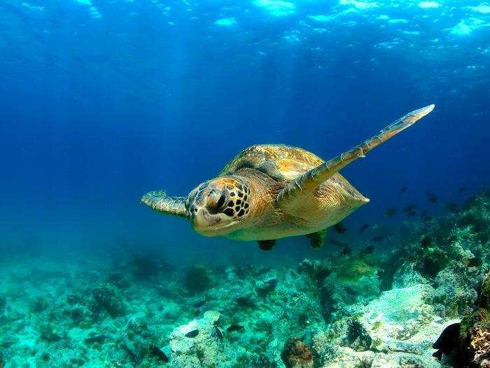 Galápagos Islands, Ecuador