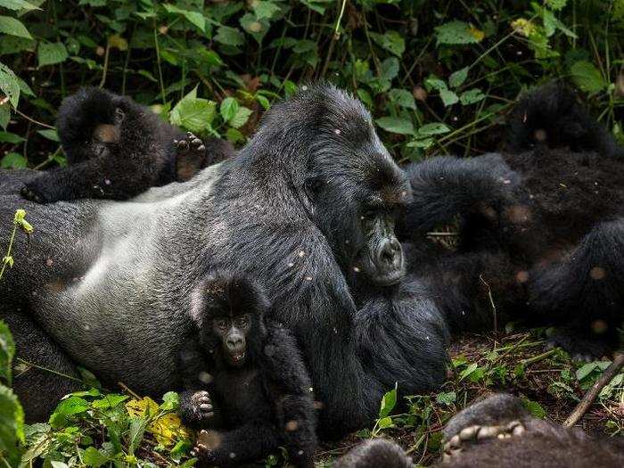 Virunga National Park, The Democratic Republic of the Congo