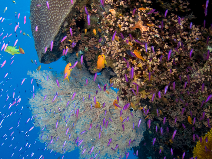 Great Barrier Reef, Australia