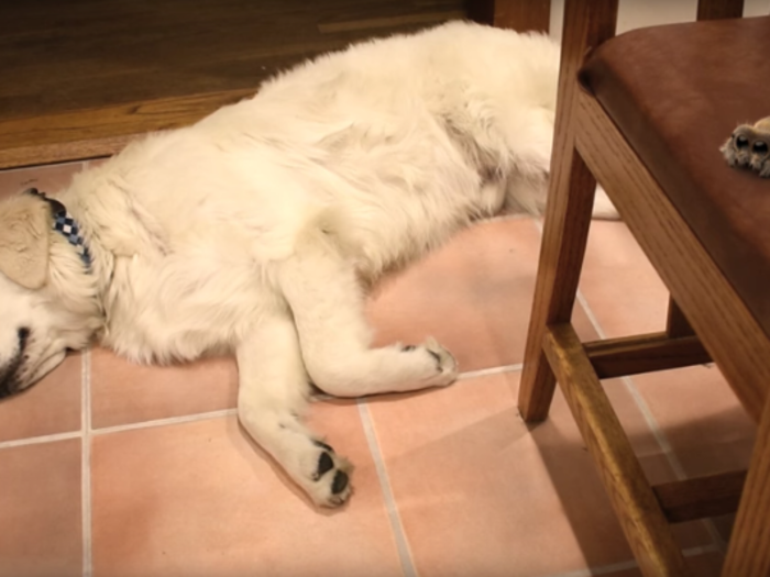 In each video, Lucas is seen getting into mischief throughout the house and occasionally getting into unexpected trouble. In this episode, he found a sleeping "polar bear."