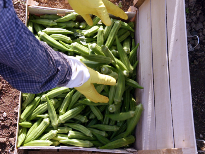 Okra