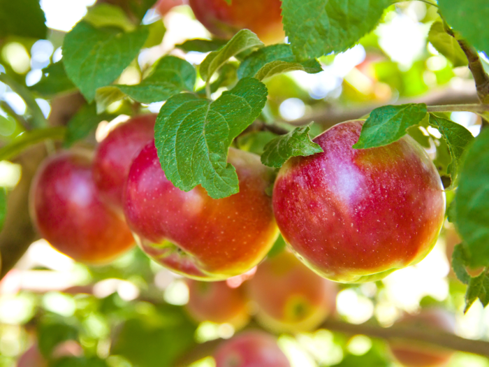 Franklin even once wrote a letter criticizing his wife Deborah for forgetting to ship him a barrel of apples while he was living abroad.