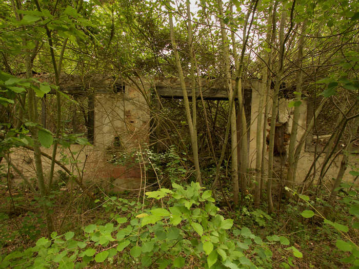 Few tropical species remain, except for bamboo, latex trees, and persimmons.