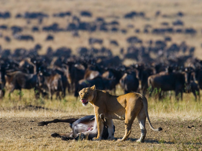 Maasai Mara National Reserve, Kenya