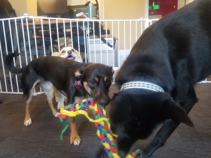 Rexi has a place to play with other office dogs.