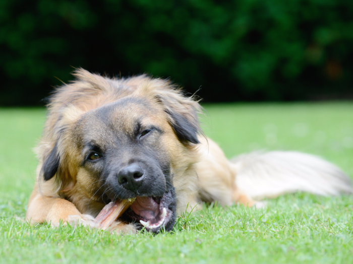 A handful of pet stores sell CBD treats for your pooch.