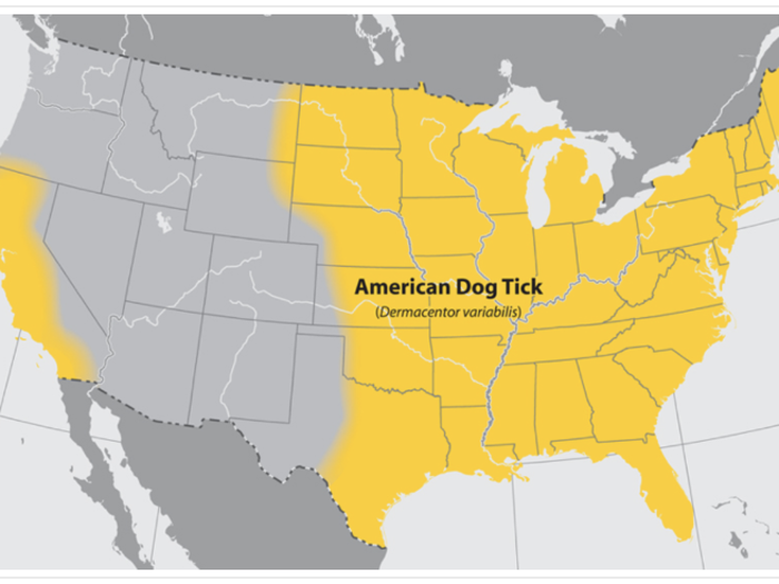 The American dog tick, also known as a wood tick, is larger than a blacklegged tick (as seen in the photo at the top of this story).