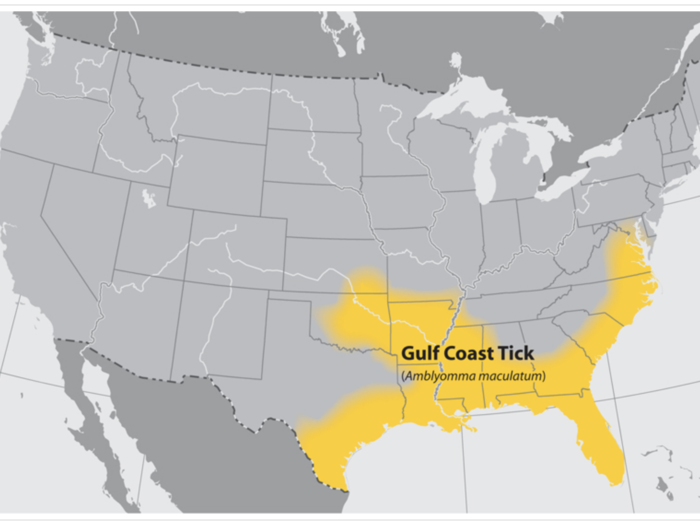 Gulf Coast ticks spread another form of spotted fever.