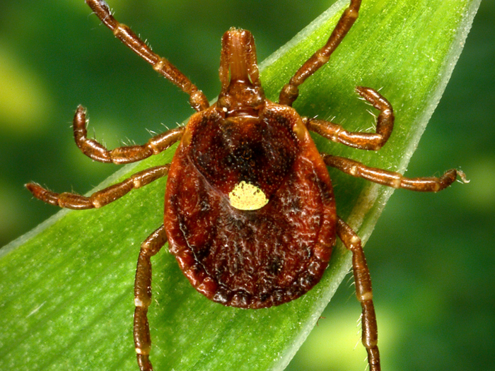 The CDC describes Lone Star ticks as "very aggressive" biters.