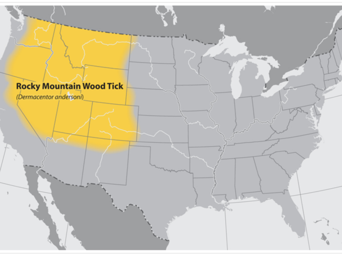 Adult Rocky Mountain Wood Ticks are most likely to transmit disease to humans.