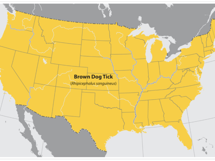 The brown dog tick can be found around the world.