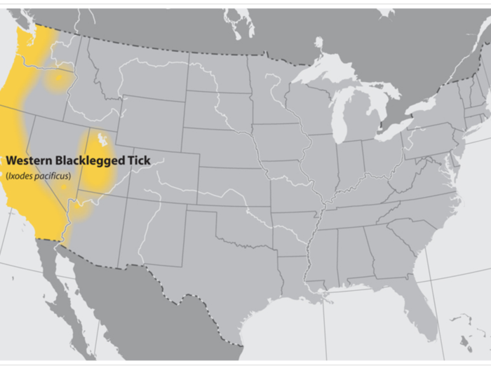 The Western blacklegged tick can also transmit Lyme, but the disease is rare out West, and these ticks tend to feed more on lizards and other small animals.