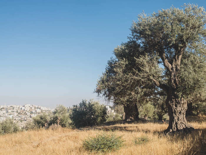 Even something as simple as a thousand-year-old olive grove, like this one in Tel Rumeida, is a source of conflict. During the olive harvest, Israeli settlers have been known to attack Palestinian farmers because the settlers have claimed the land as their own. "What