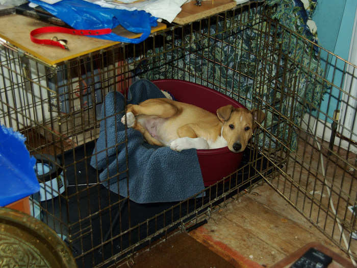 2. Crate training doesn’t always work