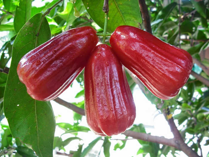 The jambu air, or water apple, has a crisp, watery texture.