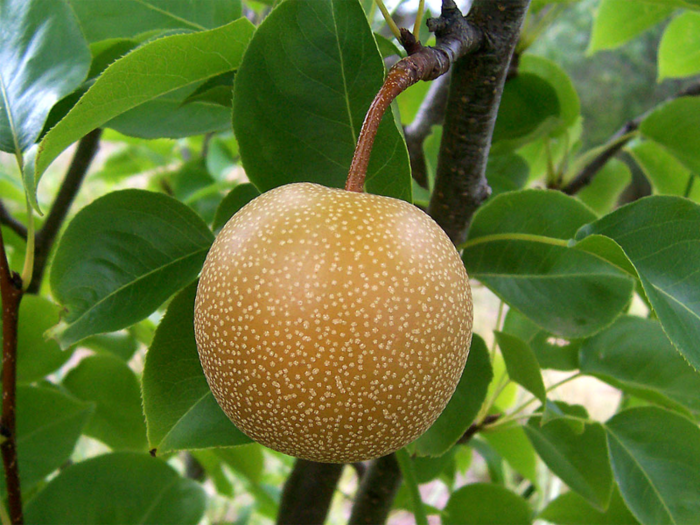 Asian pears are crisp and fragrant, and have the texture of an apple.