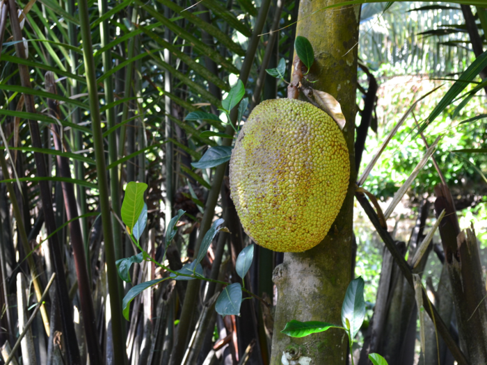 Jackfruit looks like a durian from afar, only much bigger — imagine two watermelons side by side. There