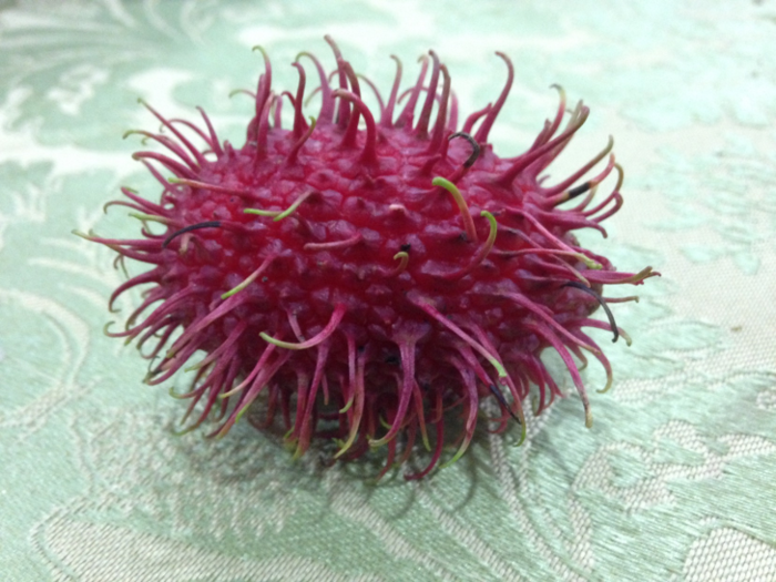 The rambutan, covered in soft bristles, looks like it comes from another planet.