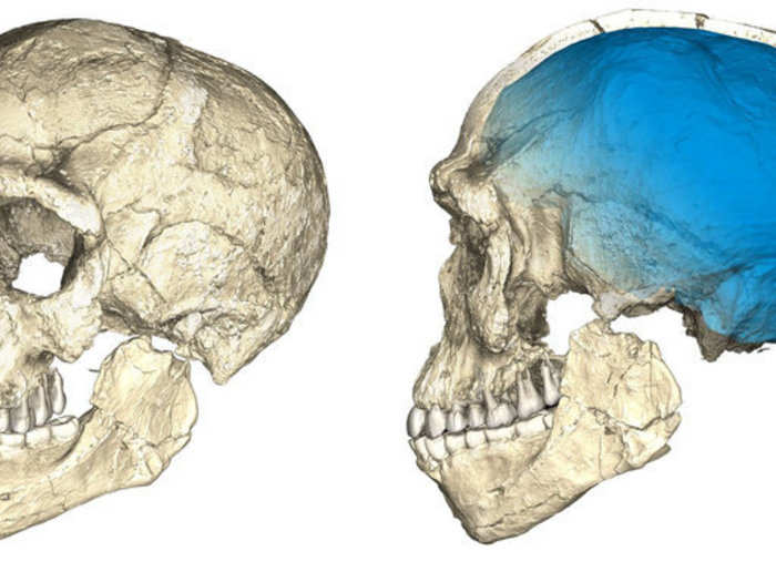 These discoveries helped lead to a new idea: perhaps <em>Homo sapiens</em> actually evolved all over Africa in interlinked groups that became more similar over time.