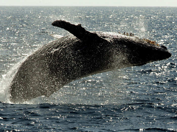 Humpback whales